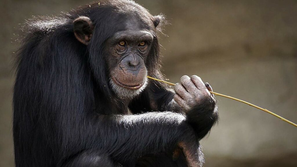 Monkey Torture King Charged In Horrific Criminal Case